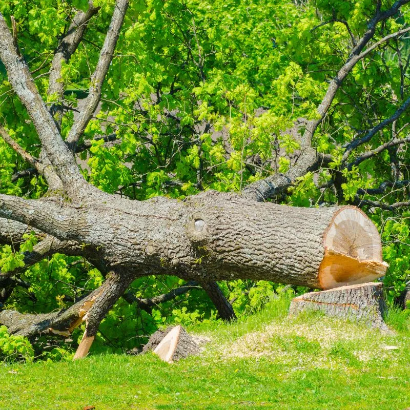 Abattage d’arbres près de Aimargues